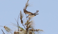 Todiramphus sordidus