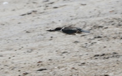 Todiramphus sordidus