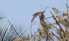 Todiramphus sordidus