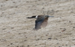 Todiramphus sordidus