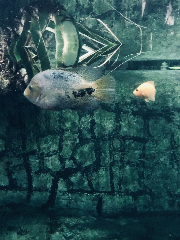 Chocolate Cichlid from Como Park Zoo & Conservatory, Saint Paul, MN, US ...