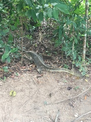 Varanus
