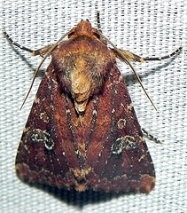 Sideridis congermana