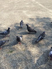 Columba livia domestica