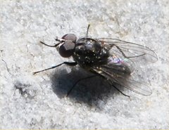 Diptera