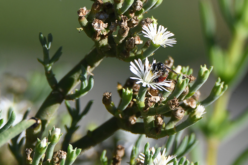 Mesembryanthemum articulatum Thunb.