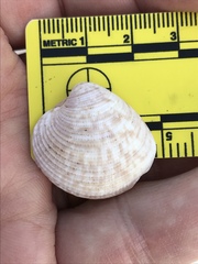 Chionopsis intapurpurea