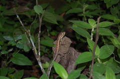 Stenocercus iridescens