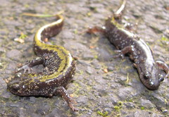 Ambystoma macrodactylum macrodactylum