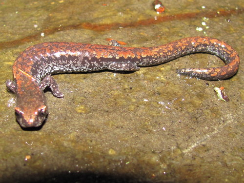 Oregon Slender Salamander