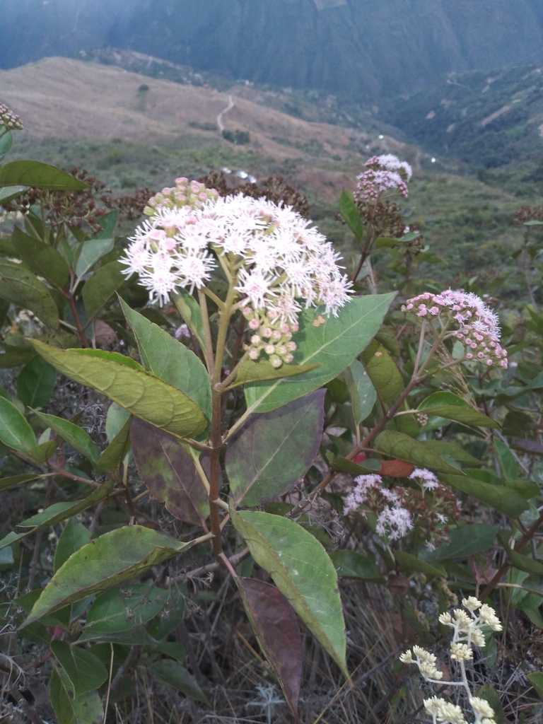 Kaunia gynoxymorpha