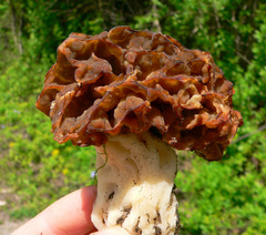 Morchella esculenta