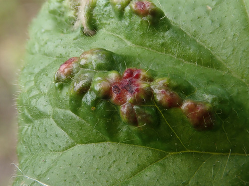 Cecidophyes nudus