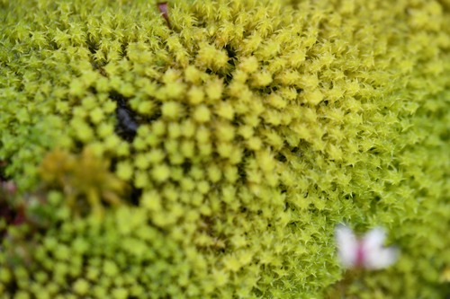 Image of Diobelonella palustris by (c) Kian Hayles-Cotton, some rights reserved (CC BY)