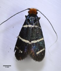 Adela trigrapha