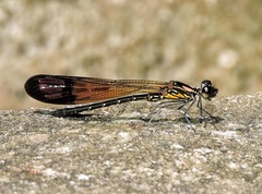 Heliocypha bisignata