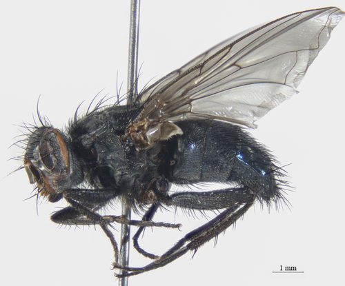 Calliphora latifrons photo 3