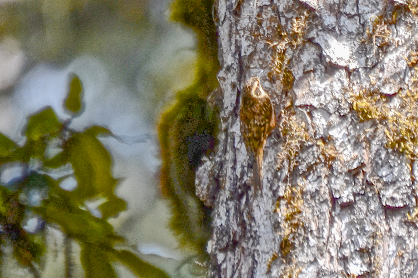 Rusty-flanked Treecreeper (Certhia nipalensis), photo 7