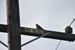 Falco sparverius sparverius