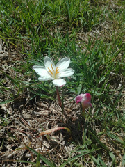 Zephyranthes fosteri