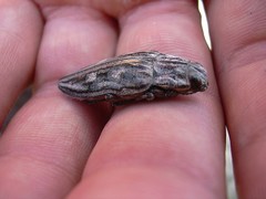 Chalcophora mariana