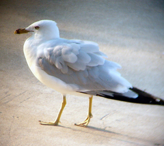 Larus delawarensis