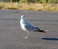 Larus delawarensis