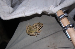 Leptodactylus labrosus