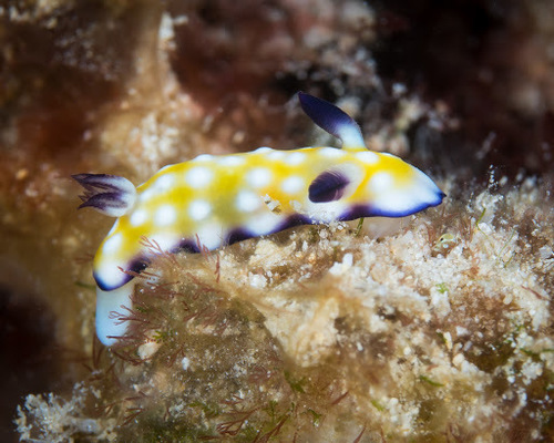 Trembling Nudibranch