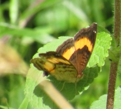 Junonia elgiva