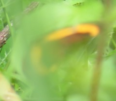 Junonia elgiva