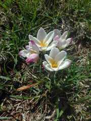 Zephyranthes fosteri
