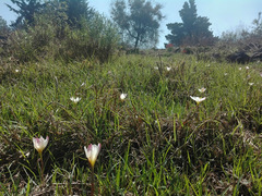Zephyranthes fosteri