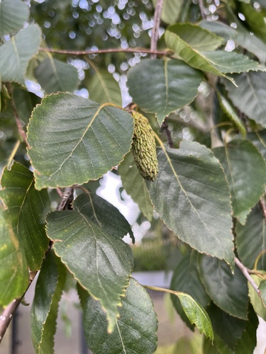 Himalayan Birch