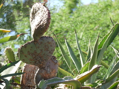 Opuntia gosseliniana