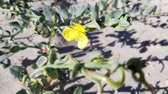 Eulobus crassifolius