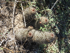 Mammillaria sheldonii