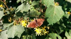 Pellicia vecina
