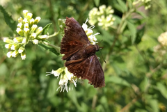 Pellicia vecina