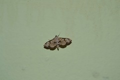 Hileithia obliqualis