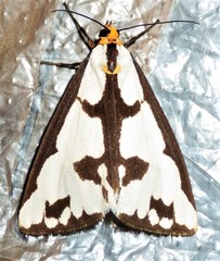 Haploa confusa