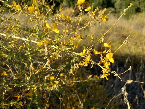 iNaturalist | (c) Carlos Bernal, some rights reserved (CC BY-NC), uploaded by Carlos Bernal Representative image of Adenocarpus desertorum