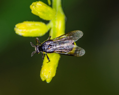 Ripiphorus