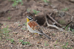 Emberiza flaviventris