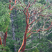Mansikkapuut - Photo (c) M.E. Sanseverino, osa oikeuksista pidätetään (CC BY-NC-ND)