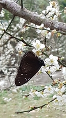 Euploea mulciber barsine