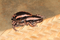 Phrynomantis bifasciatus