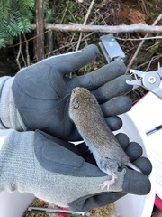 Microtus oregoni