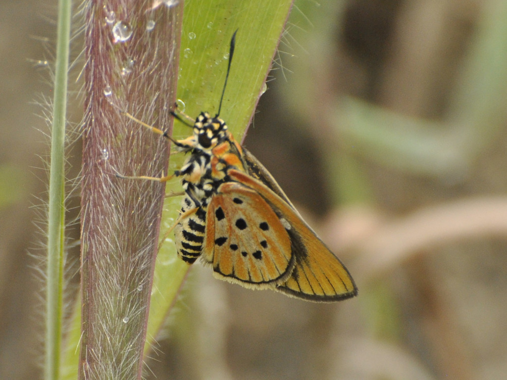 Variegated Acraea Hopper