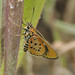Variegated Acraea Skipper - Photo (c) Seth Musker, some rights reserved (CC BY), uploaded by Seth Musker